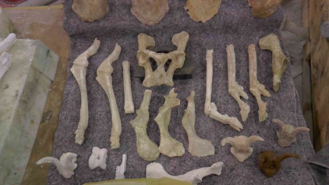 7,5 Milyon Yıllık Fosilleri Ayaklandırıyorlar