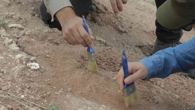 7,5 Milyon Yıllık Fosilleri Ayaklandırıyorlar