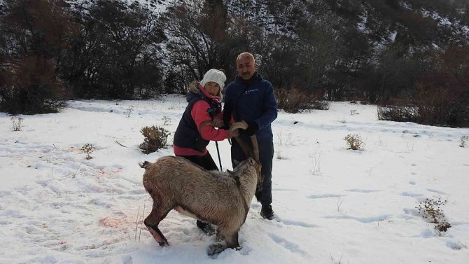 Köpeklerin Saldırısına Uğrayarak Yaralanan Dağ Keçisini Vatandaşlar Kurtardı