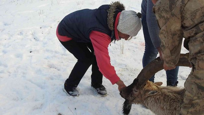 Köpeklerin Saldırısına Uğrayarak Yaralanan Dağ Keçisini Vatandaşlar Kurtardı
