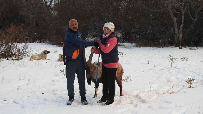 Köpeklerin Saldırısına Uğrayarak Yaralanan Dağ Keçisini Vatandaşlar Kurtardı