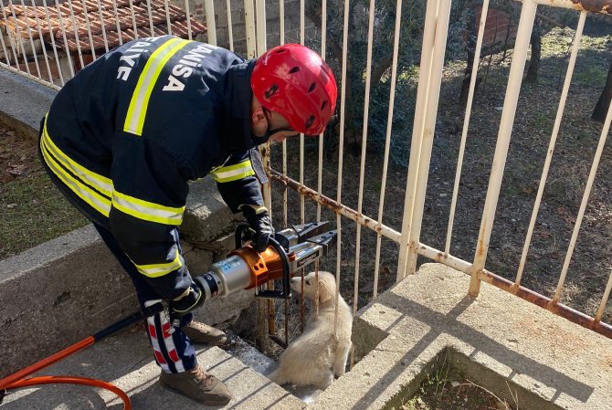 Bahçe Demirlerine Sıkışan Köpeği İtfaiye Kurtardı