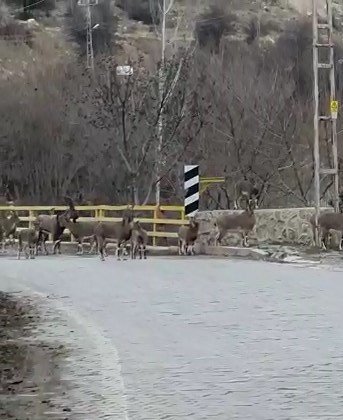 Yaban Keçilerinin İlçe Halkını Mutlu Eden İstilası