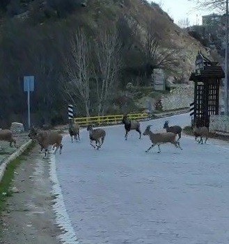 Yaban Keçilerinin İlçe Halkını Mutlu Eden İstilası