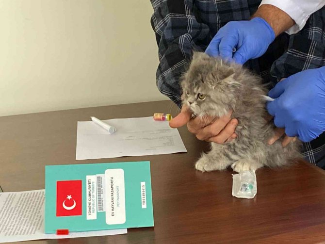Nevşehir’de 3 Bin 200 Evcil Hayvan Çiplendi