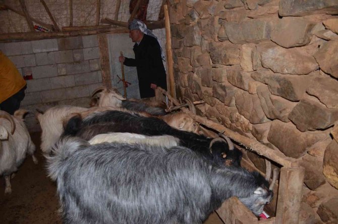 Şırnaklı Besiciler, Hayvanlarına Ziyafet Çekmek İçin 100 Ton Meşe Palamudu Topladı