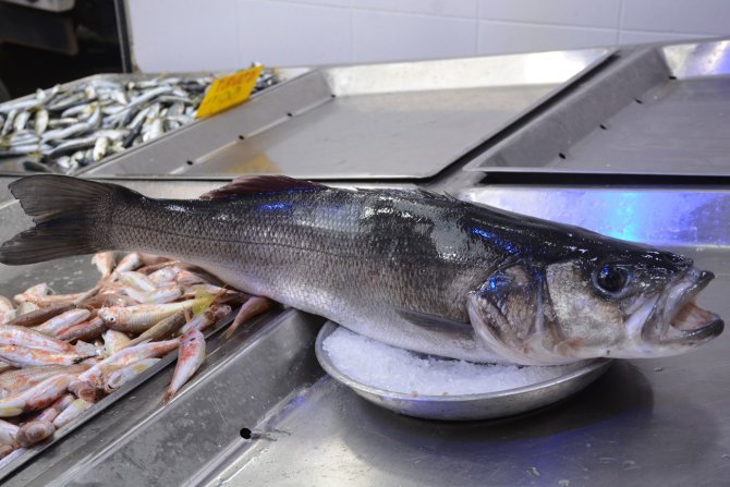 Karadeniz’de 4,5 Kiloluk Levrek Avlandı