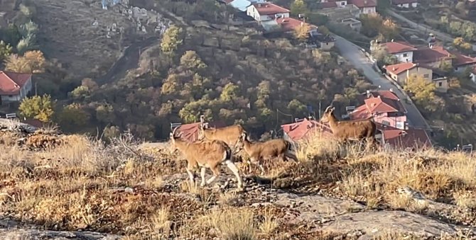 Divriği’de Dağ Keçisi Sürüsü Görüntülendi
