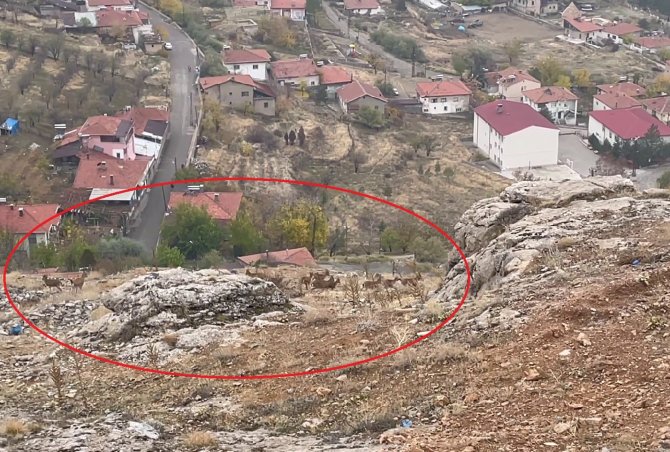 Divriği’de Dağ Keçisi Sürüsü Görüntülendi