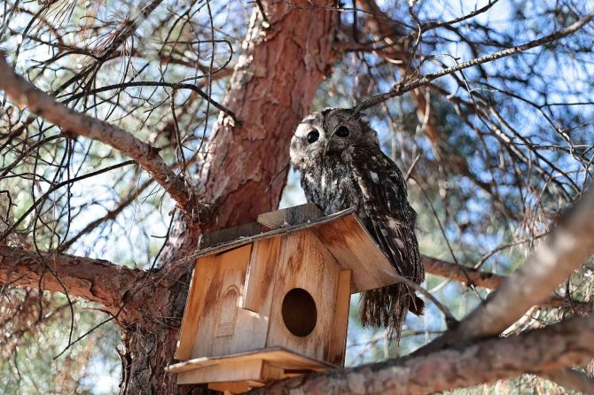 Yaban Dostlarına Şefkat Eli