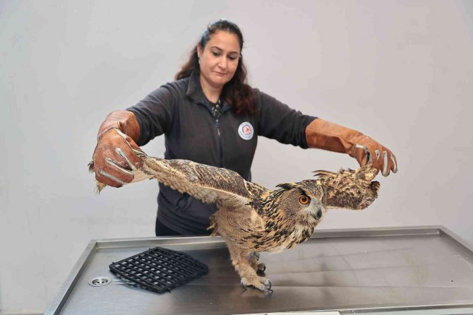 Yaban Dostlarına Şefkat Eli