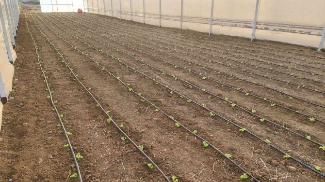 Tekirdağ Seracılığında Hedef İ̇stanbul Pazarı