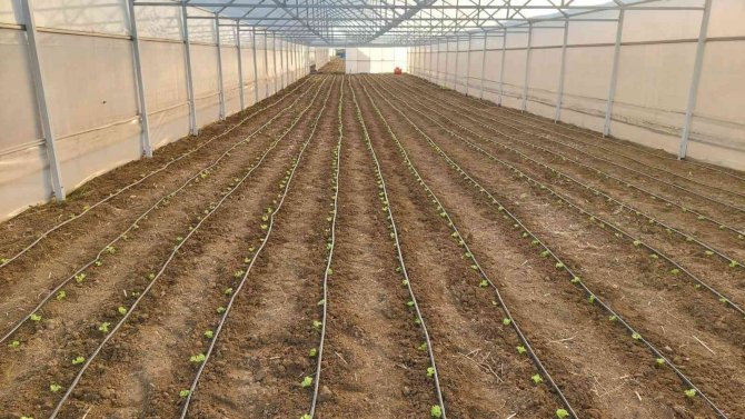 Tekirdağ Seracılığında Hedef İ̇stanbul Pazarı