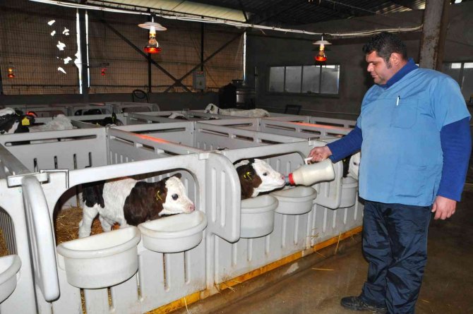 Biberonla Beslenen Buzağılara Bebek Gibi Bakıyorlar