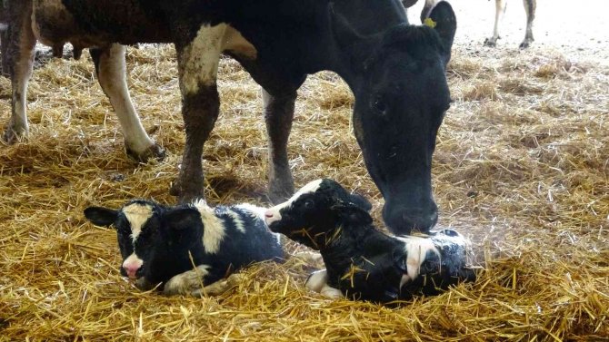 Biberonla Beslenen Buzağılara Bebek Gibi Bakıyorlar