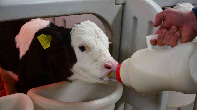 Biberonla Beslenen Buzağılara Bebek Gibi Bakıyorlar