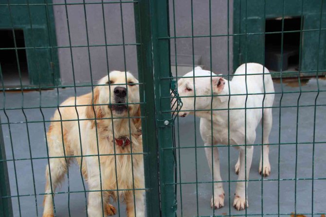 Evcil Hayvan Sahipleri Dikkat, Son 2 Gün