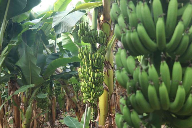 Bir Zamanlar Et Fiyatıyla Yarışıyordu, Şimdi Her Eve Giriyor