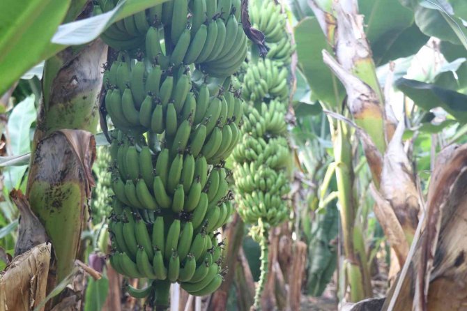 Bir Zamanlar Et Fiyatıyla Yarışıyordu, Şimdi Her Eve Giriyor