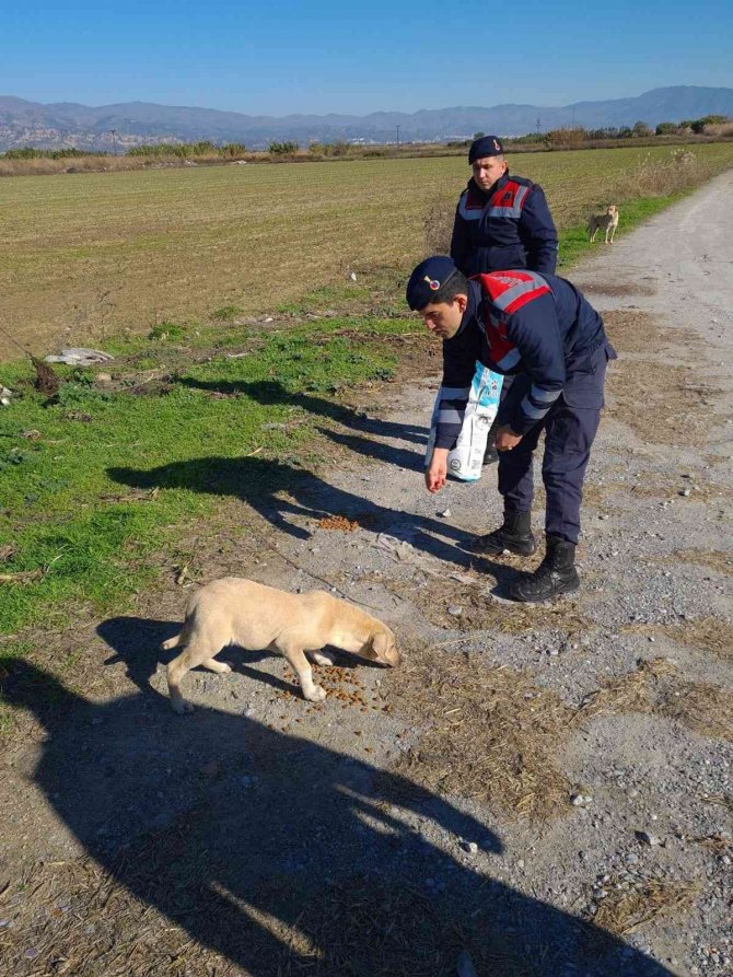 Jandarma Sokak Hayvanlarını Unutmadı