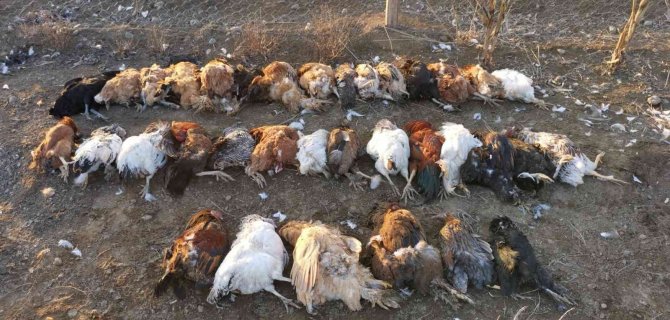 Başıboş Köpekler Bahçeye Girdi, 37 Tavuğu Telef Etti