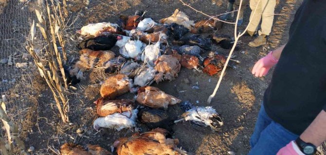 Başıboş Köpekler Bahçeye Girdi, 37 Tavuğu Telef Etti