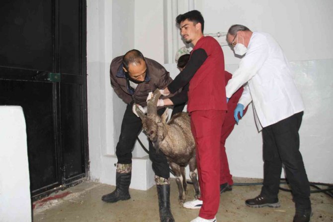 Yaralı Dağ Keçisi Tedavi Altına Alındı