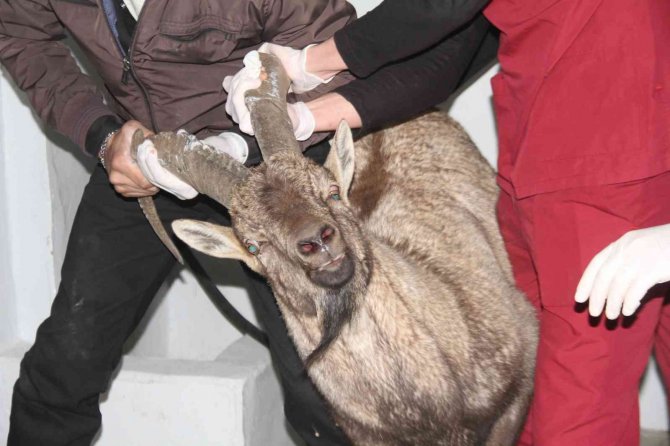 Yaralı Dağ Keçisi Tedavi Altına Alındı