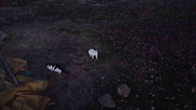 Kedilerin ’Dron’ Sınavı