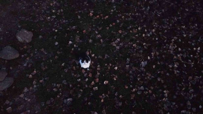 Kedilerin ’Dron’ Sınavı