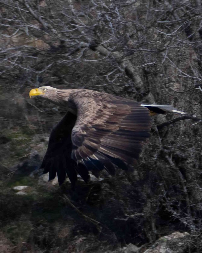Nesli Tükenmekte Olan Kartal Bolu’da Fotoğraflandı