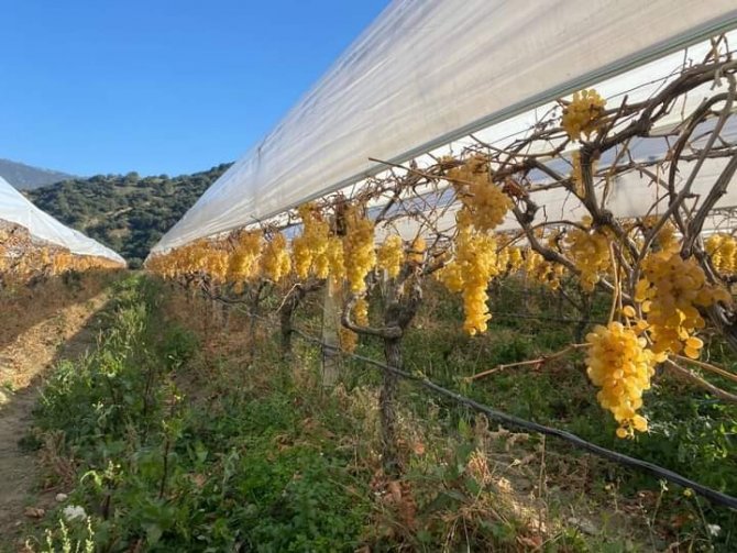 Sarıgöl’de Yılın Son Üzüm Hasadı Yapıldı