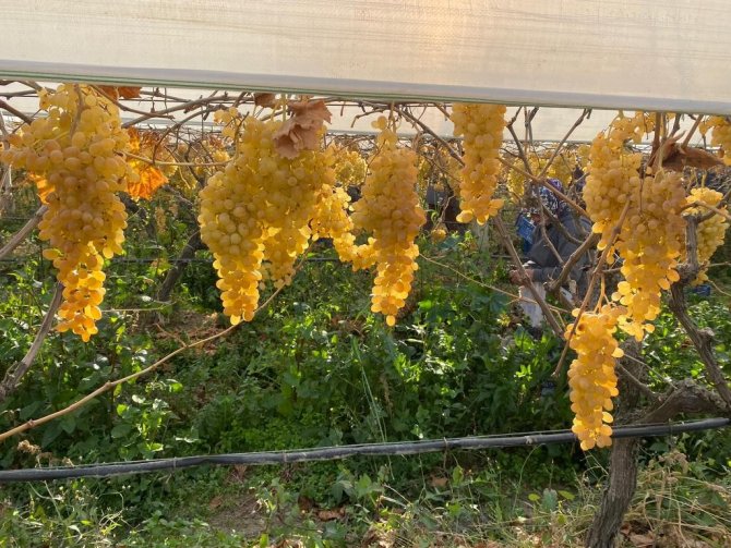 Sarıgöl’de Yılın Son Üzüm Hasadı Yapıldı