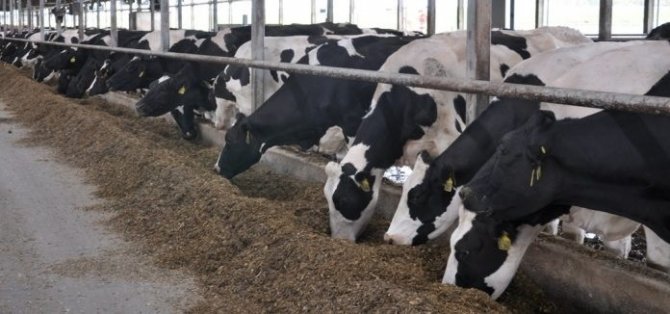 Büyükbaş Hayvan Yetiştiriciliğine Hibe Desteği