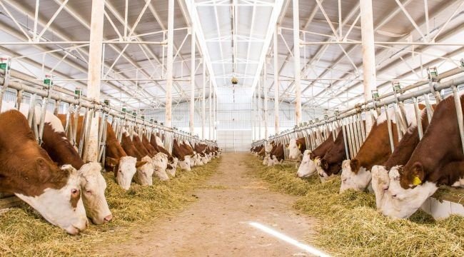 Büyükbaş Hayvan Yetiştiriciliğine Hibe Desteği