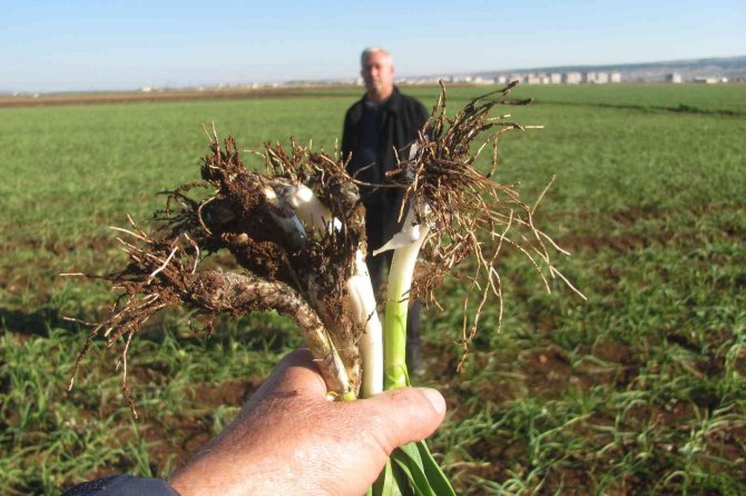 Virüs Savar Araban Sarımsağı İçin Geri Sayım Başladı