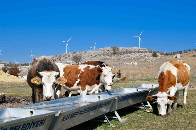 Başkan Büyükkılıç’tan Tarım Ve Hayvancılığa 100 Milyon Tl’nin Üzerinde Yatırım