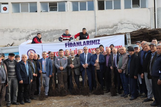 Denizli Cevizin Marka Şehri Olacak