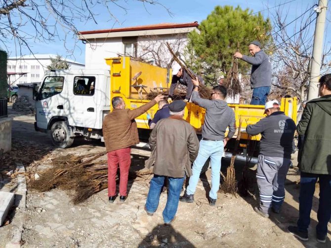 Denizli Cevizin Marka Şehri Olacak