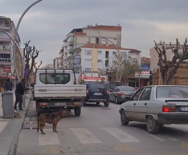 Yalova’da Yaya Geçidinin Kullanan Köpek Şaşırttı