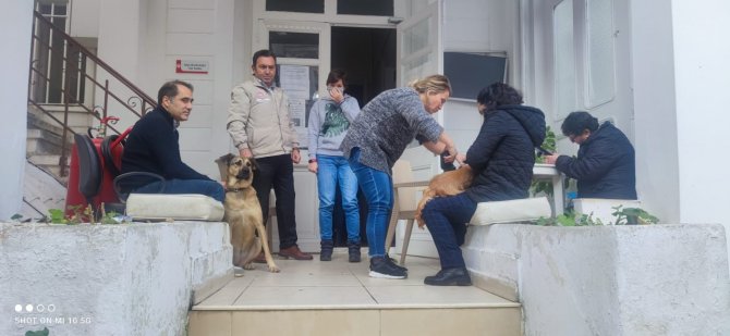 Adalar’da Evcil Hayvanlara Çip Taktırma Yoğunluğu