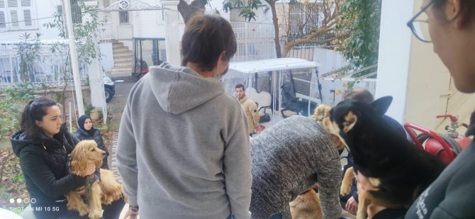 Adalar’da Evcil Hayvanlara Çip Taktırma Yoğunluğu