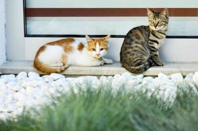 Engelsiz Çocuk Gündüz Bakımevi’ne Kayıtlar Devam Ediyor