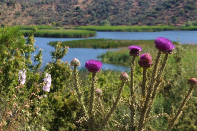Aydın’da Doğaseverler Azap Gölü’ne Dikkat Çekti