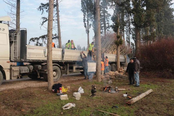 Balıkesir’de Üretilen 11,5 Milyon Fidan Dünyayı Yeşillendiriyor