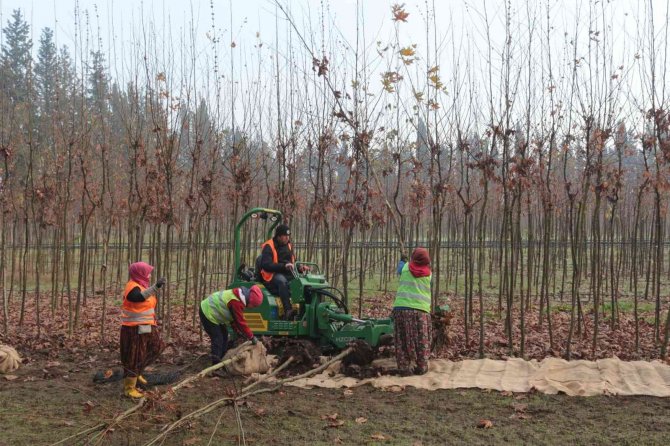Balıkesir’de Üretilen 11,5 Milyon Fidan Dünyayı Yeşillendiriyor
