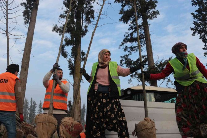 Balıkesir’de Üretilen 11,5 Milyon Fidan Dünyayı Yeşillendiriyor