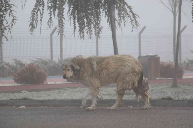 Başkent Sis Tabakası İçinde Kayboldu