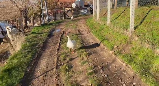 Sayaç Okumak İçin Eve Giden Personel, Kaz Saldırısı Sonucu Neye Uğradığını Şaşırdı
