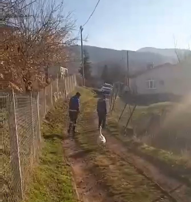Sayaç Okumak İçin Eve Giden Personel, Kaz Saldırısı Sonucu Neye Uğradığını Şaşırdı